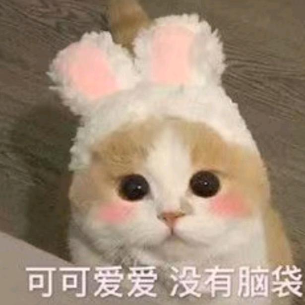 糕糕🐰