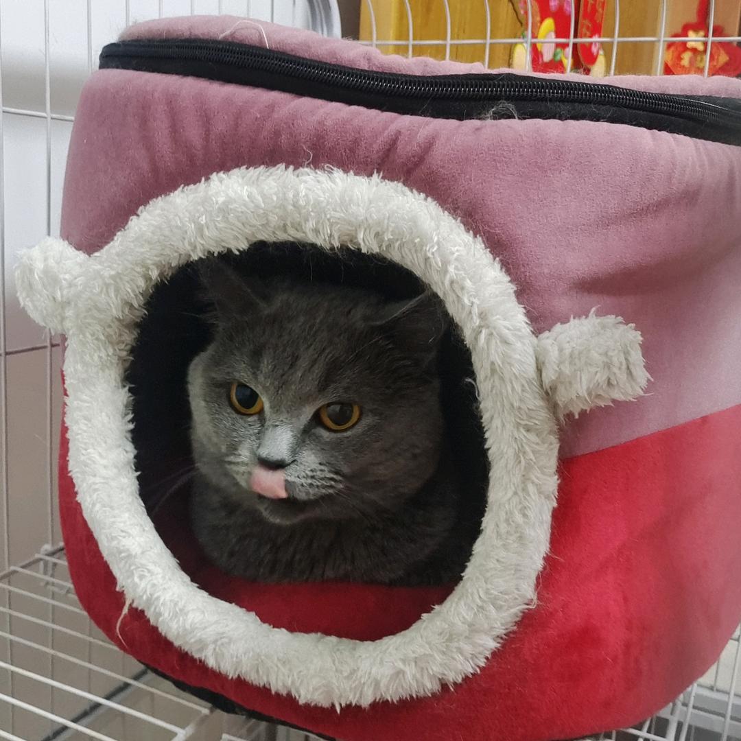 伪装