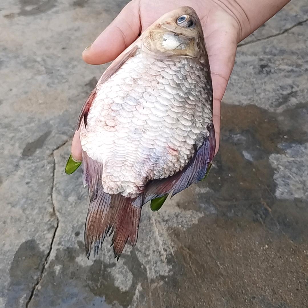 特爱钓鱼
