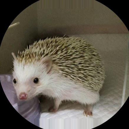 笼猫i（40多个流浪毛孩子的日常）