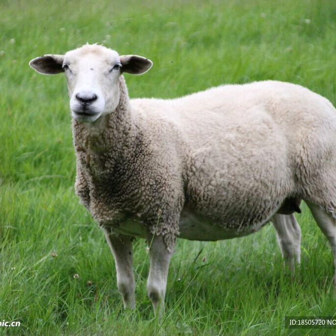 🐑🐑🐑