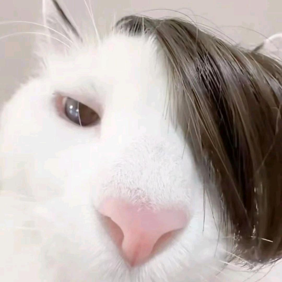 Ovo