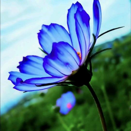 农村芳芳
