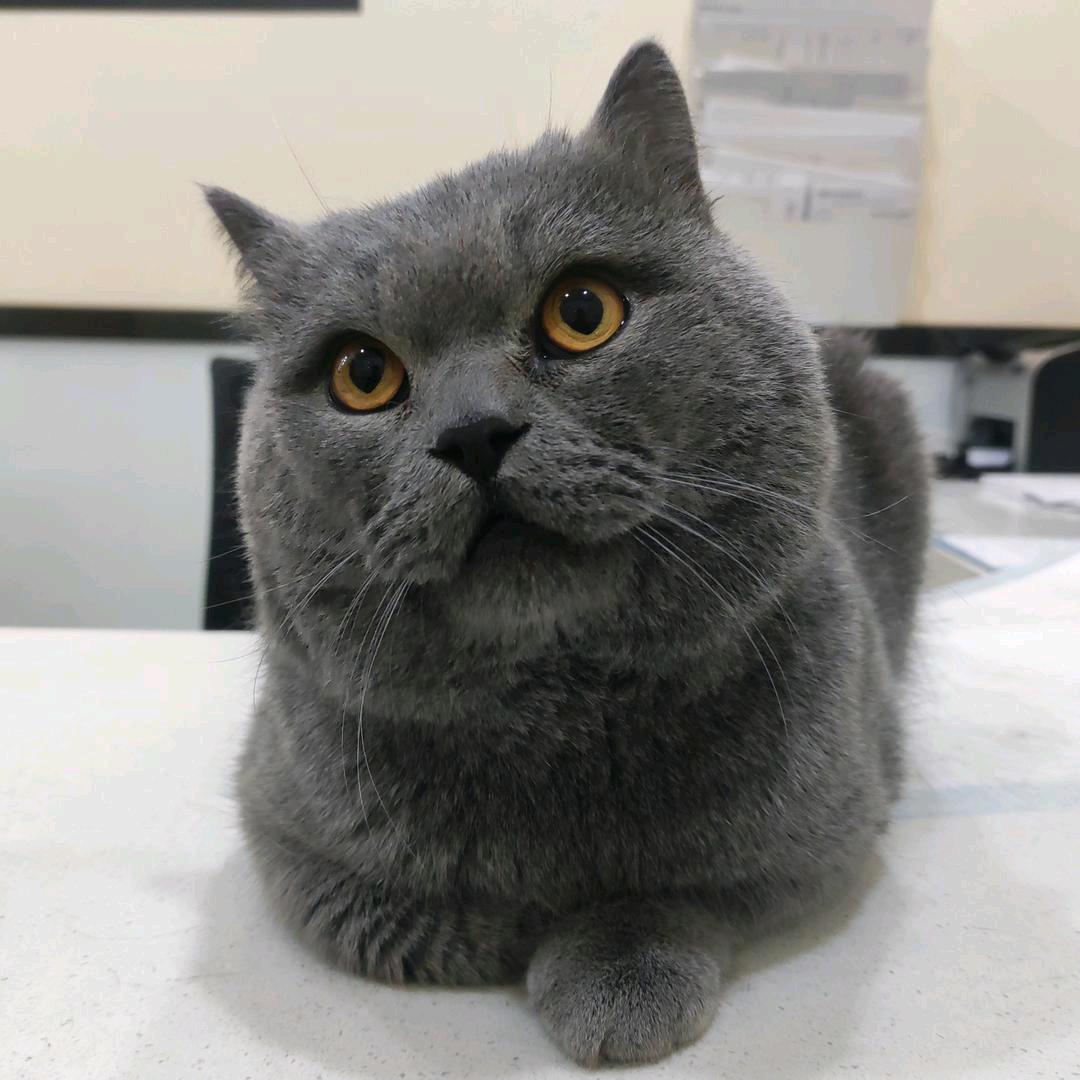 猫粮的家（6w自装120平）