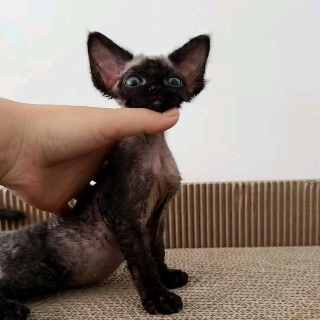 一一德文卷毛猫
