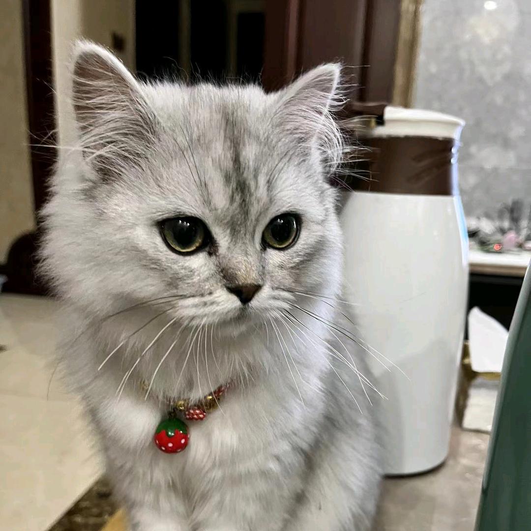 韩国😂露露韩国