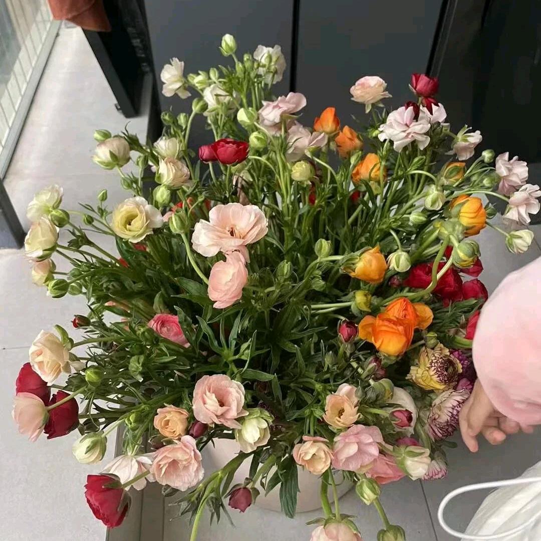菲菲