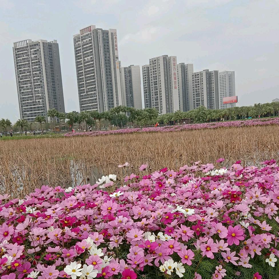 心想事成-木棉花制衣