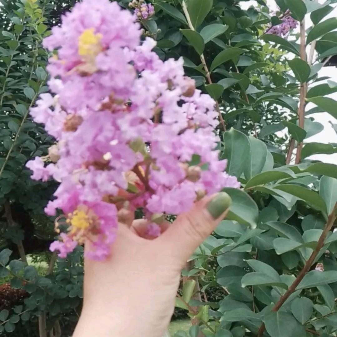 真心