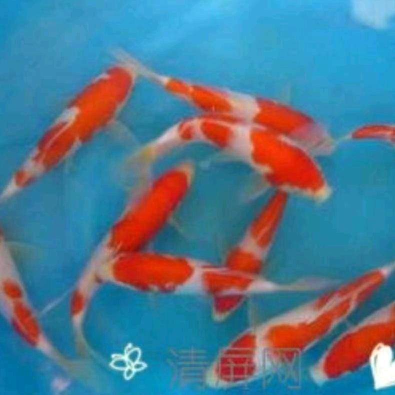 你若芬芳蝶自来