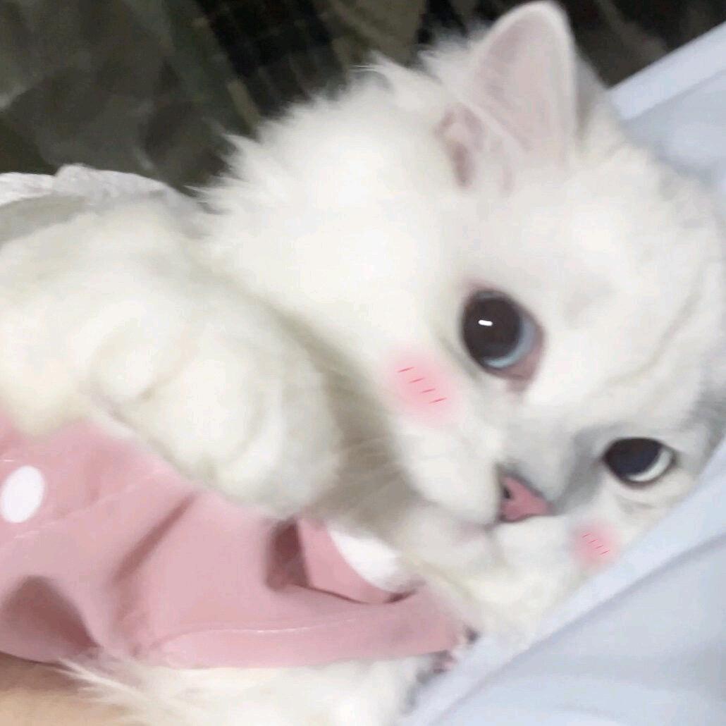 一闪一闪亮zingzing