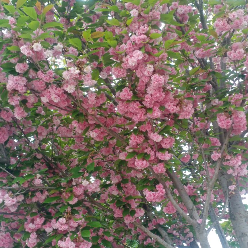花🌸开🌸花🌸落
