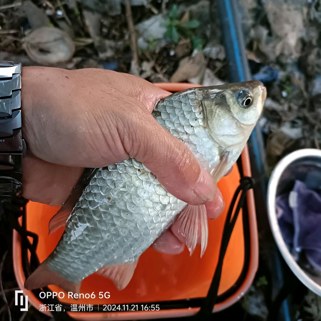 渝F娱鱼🎣🐟🐟🐟🐟