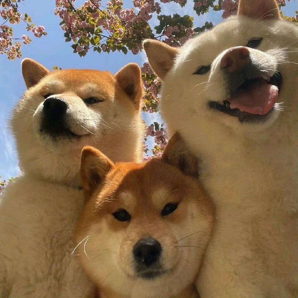 不爱吃豆沙了