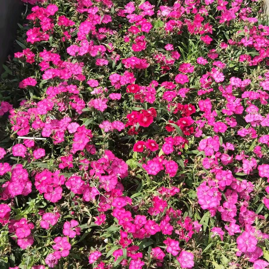 轩宝带你薅羊毛