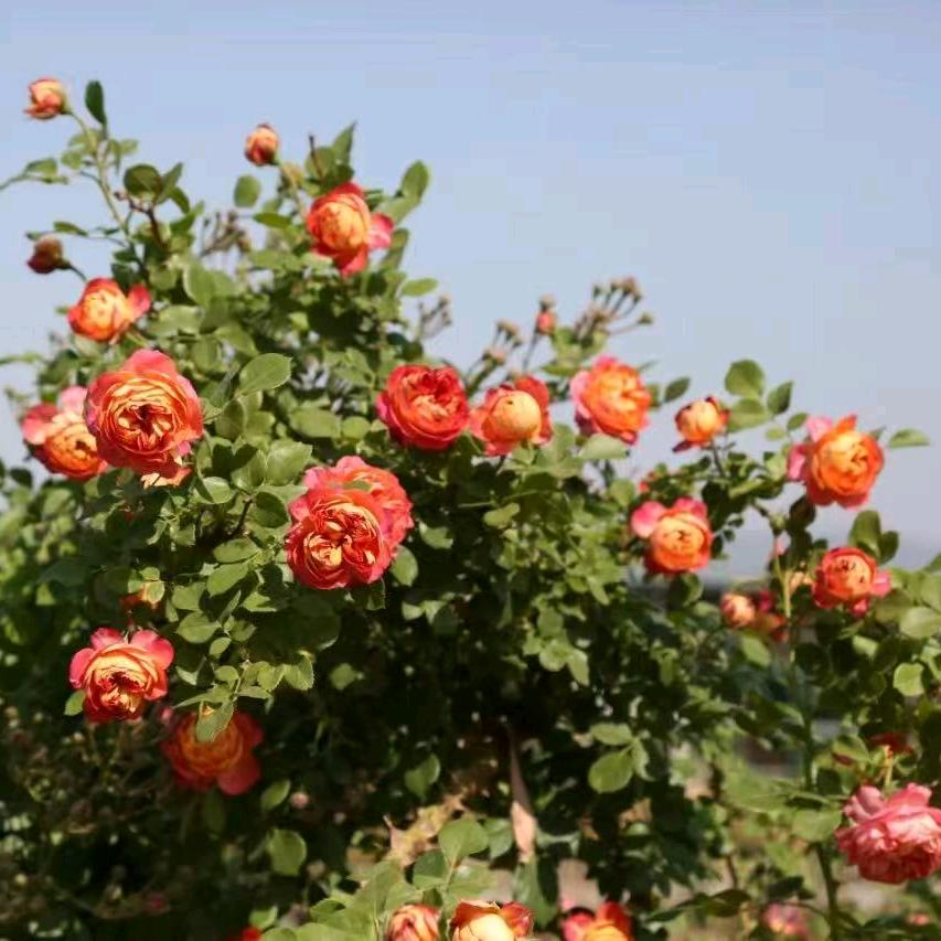 蓟州花园农场