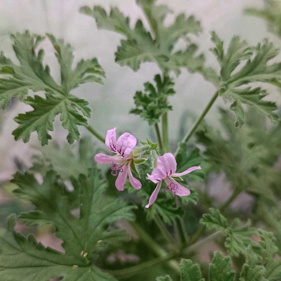 月光里的驱蚊草