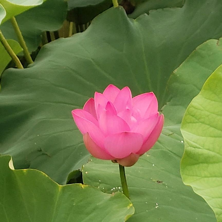 阳春三月