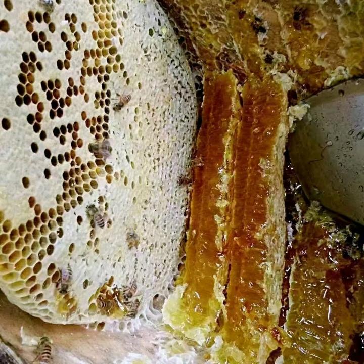 鑫源蜂业(蜂囗夺粮)