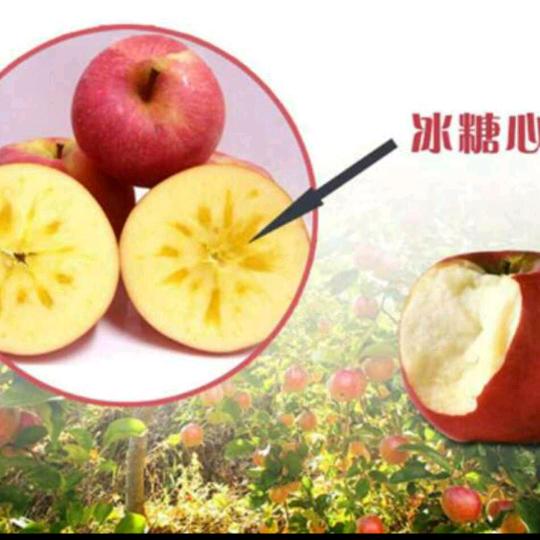 山西苹果产销小美