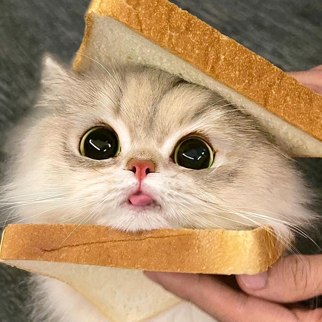 静儿🎐