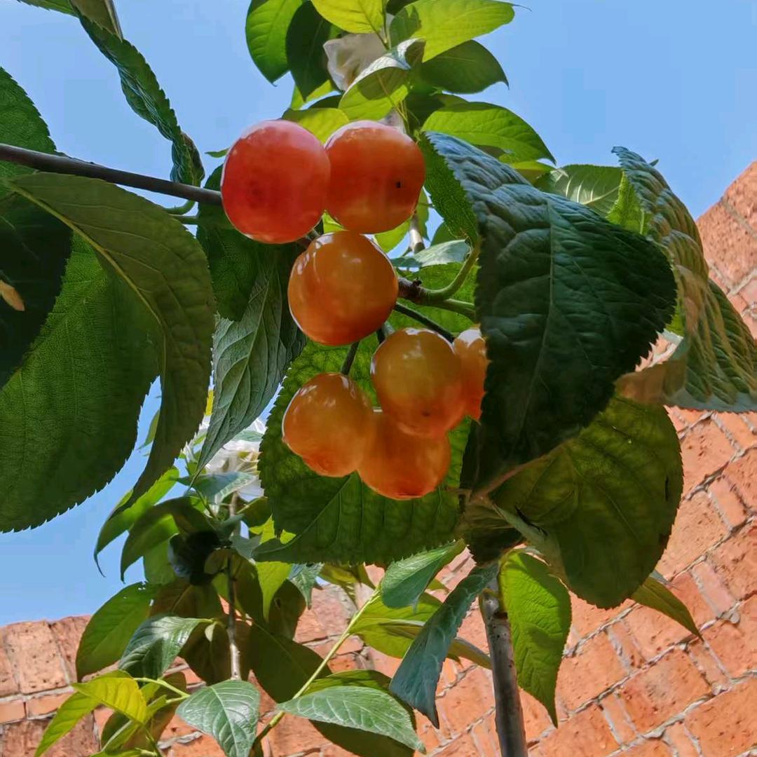 辣椒小丸子①号超市