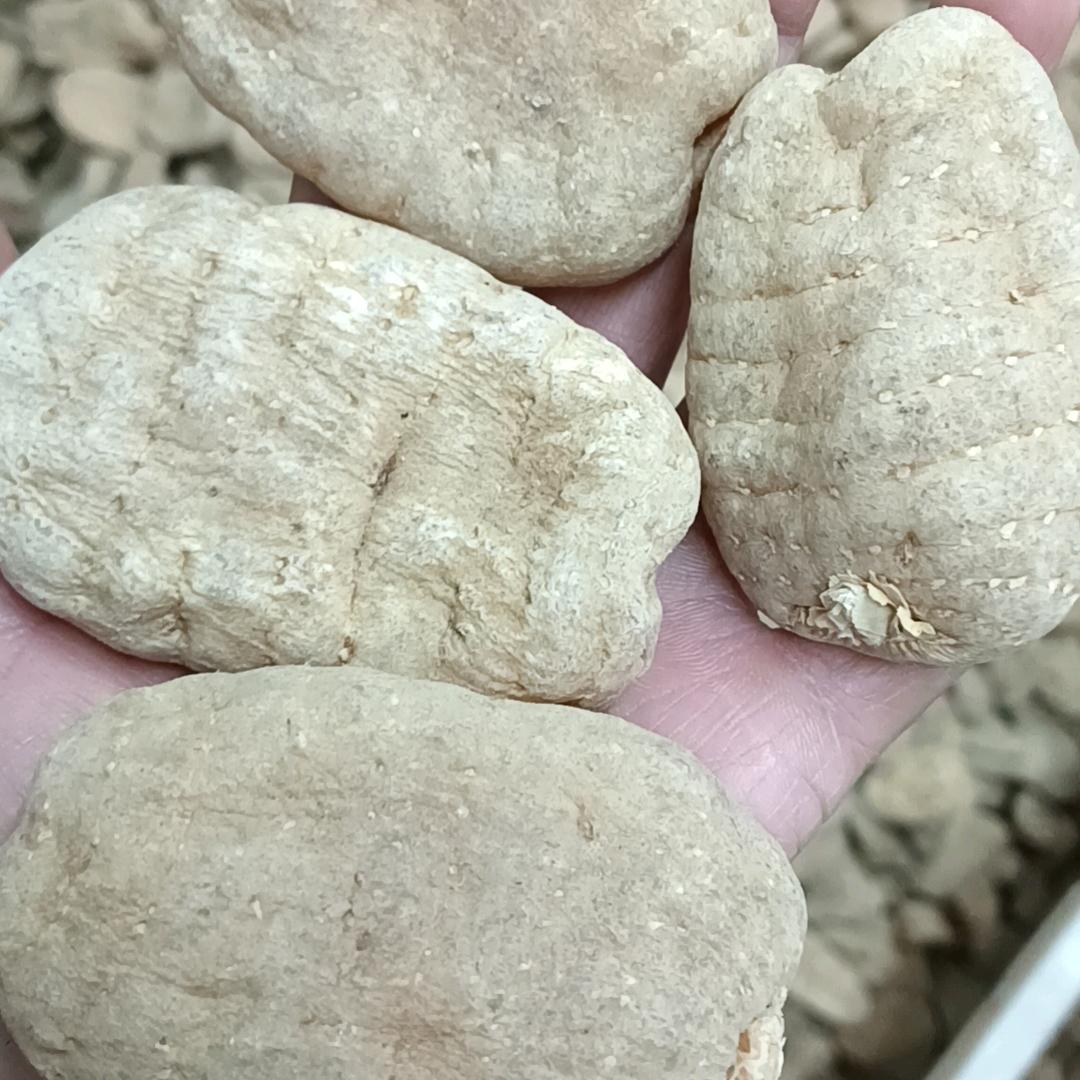 昭通小草坝天麻