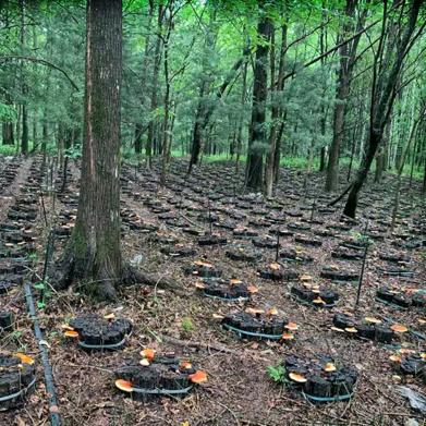 贵州芝蜂方生物科技有限公司