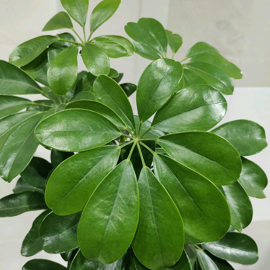 花世界鲜花绿植甄选