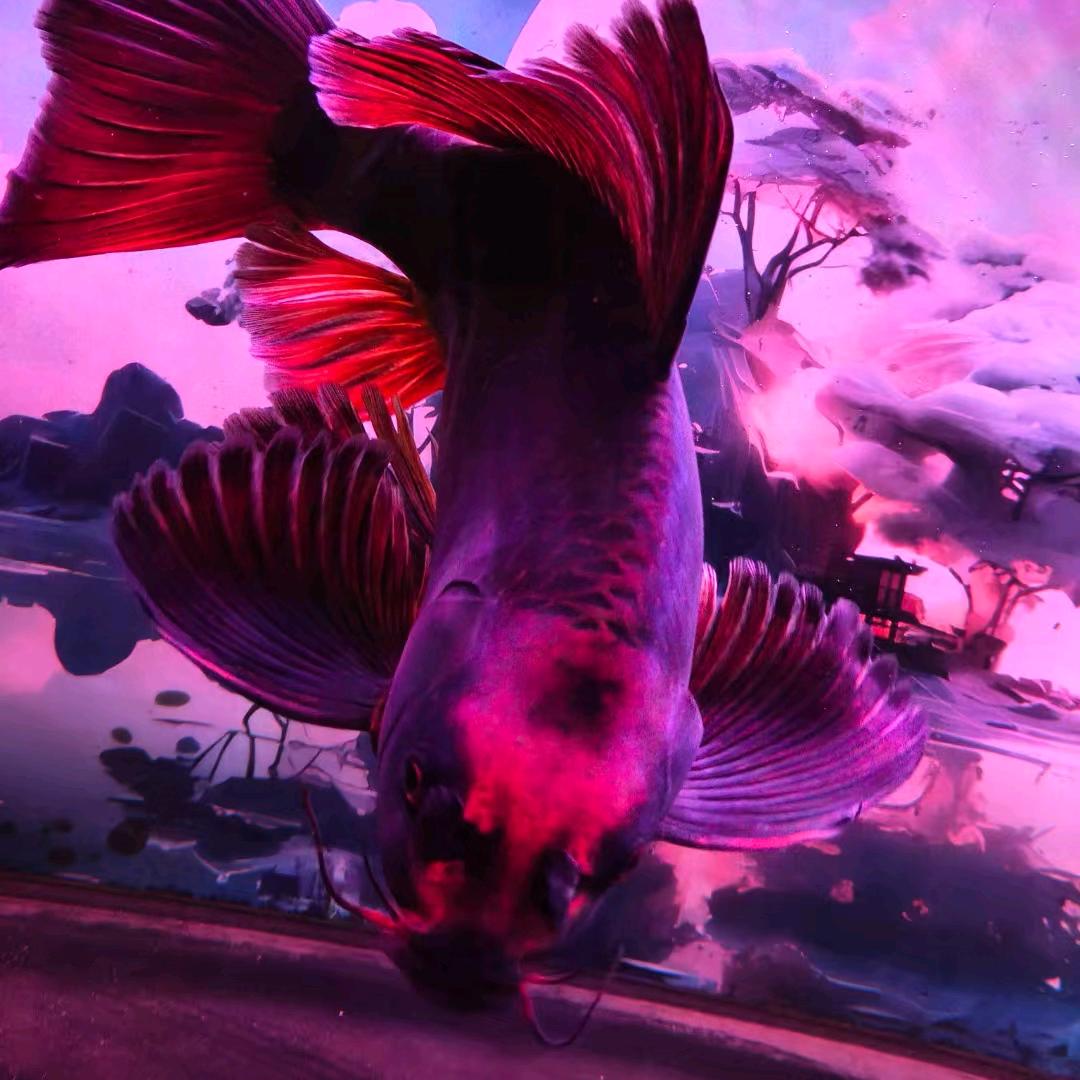 乔乔精品蝴蝶鲤  (直播号)