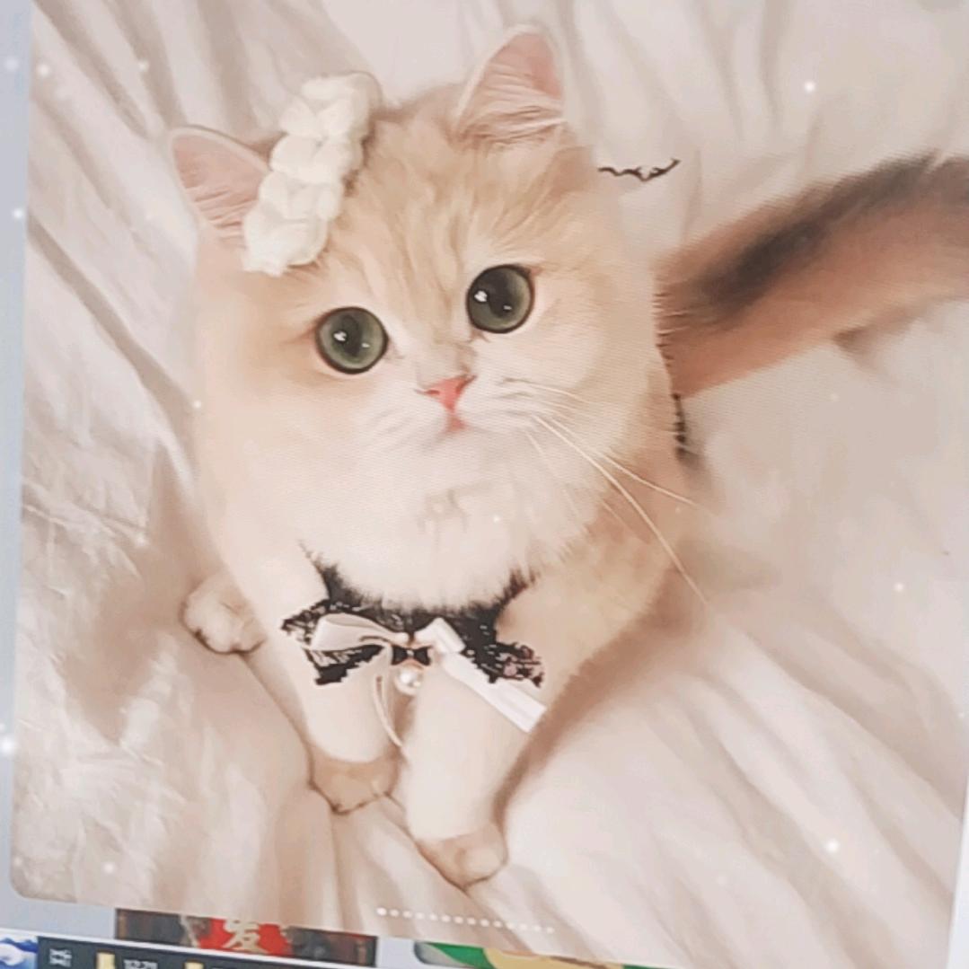 爱笑猫meme