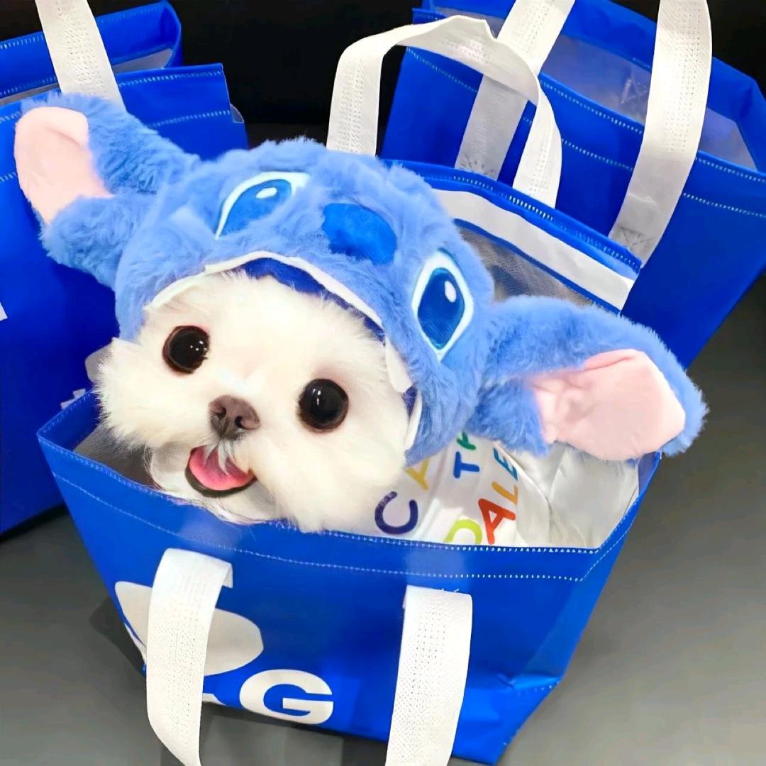 小飞棍来咯☀️