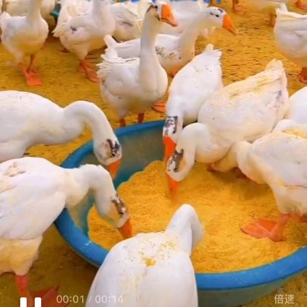 幸福的养殖生活