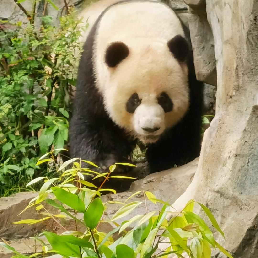 游戏小达人哈利