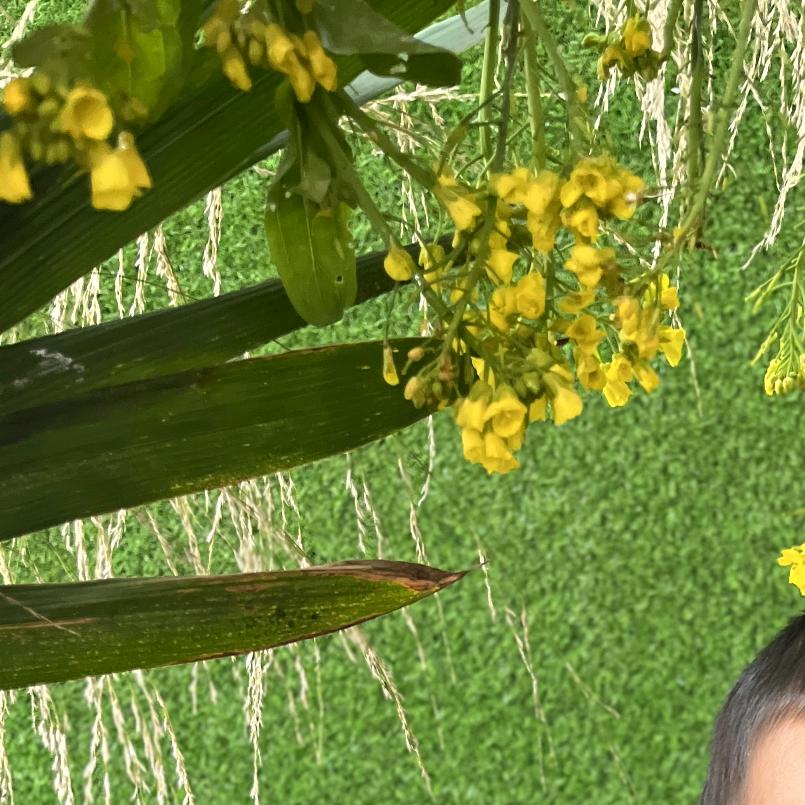 龙川老隆叉车出租