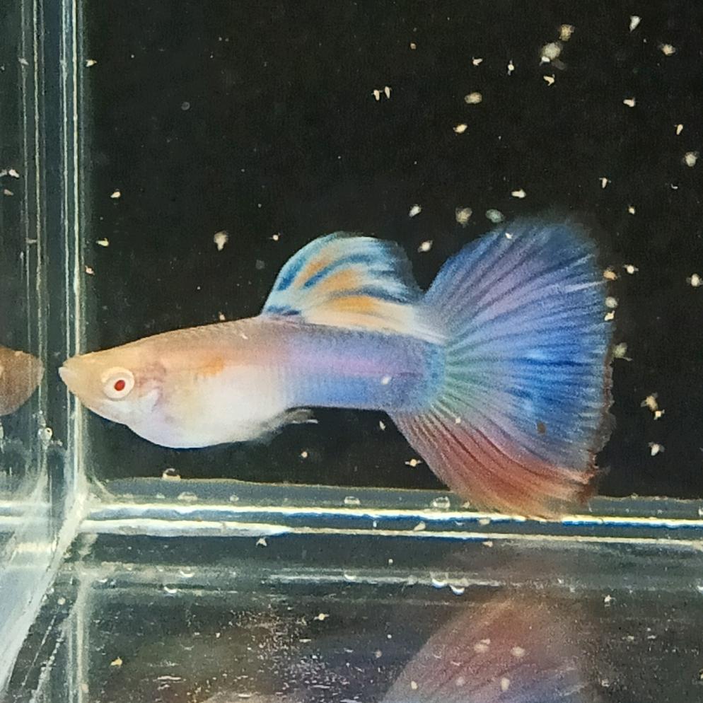 大海的孔雀鱼