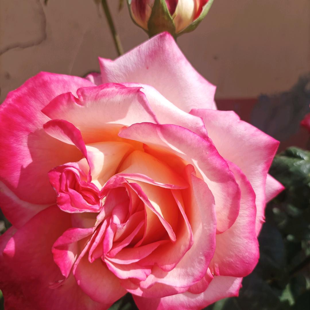 🌹🌹🍁🍁🌺🌺🌻🌻