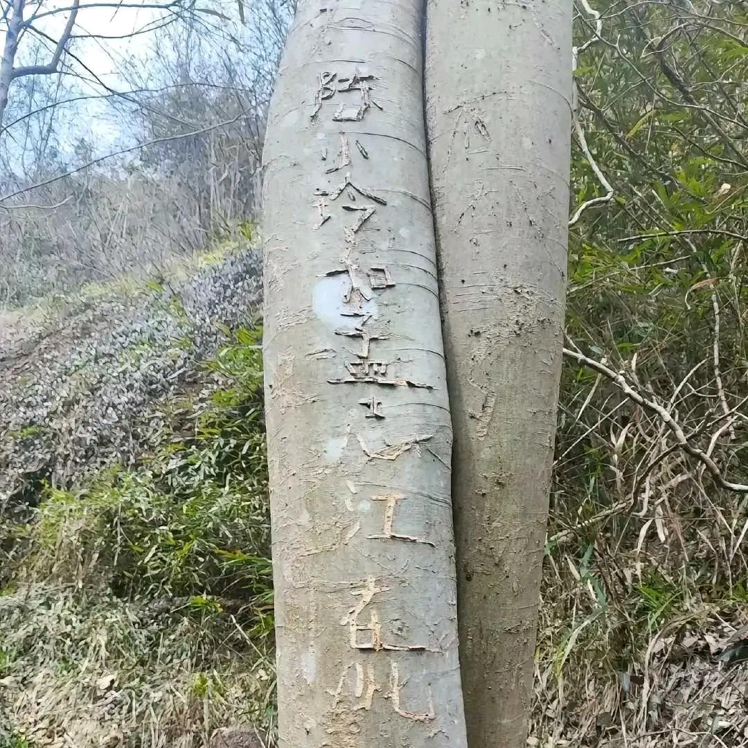 叶算