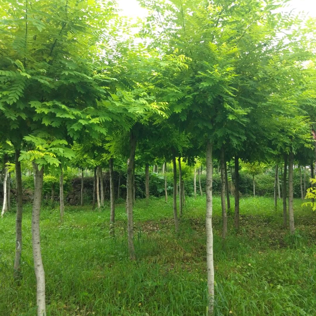 手刘余香，拒绝连赞♥