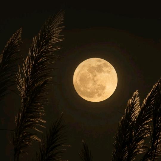 脸红相识眼红退场