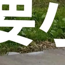 yyp
