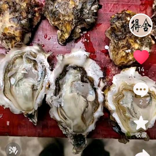 大疃鱼姐