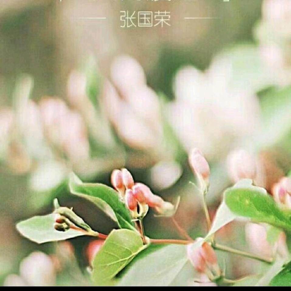 神荼先生