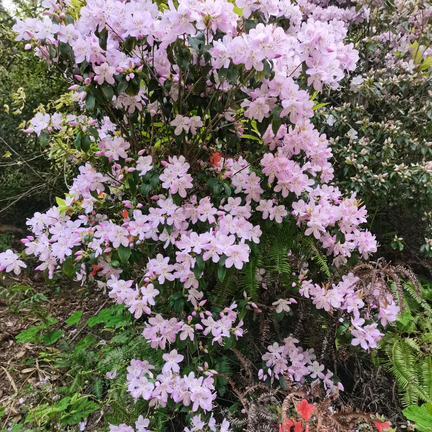 久安