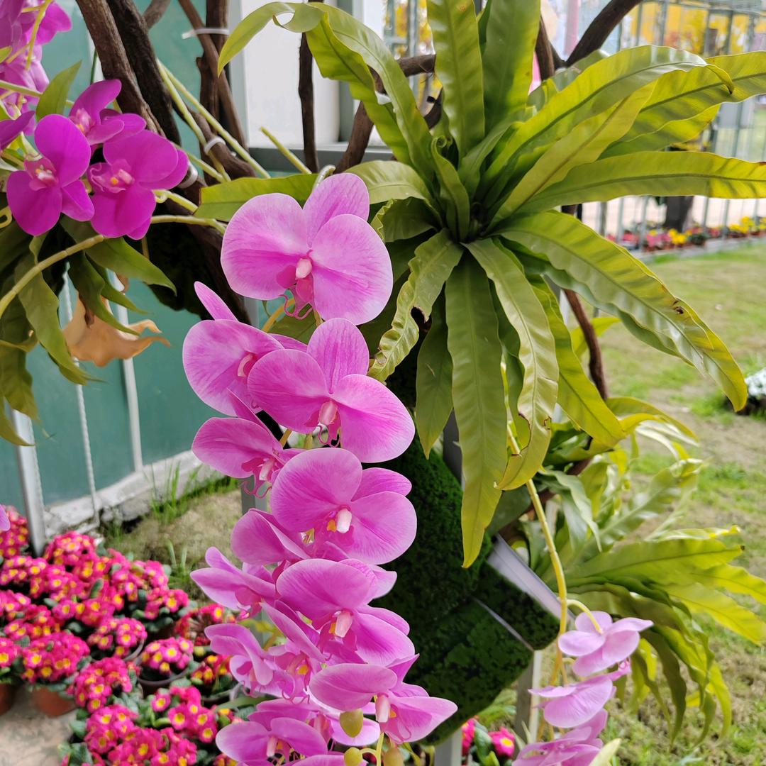 花开无声