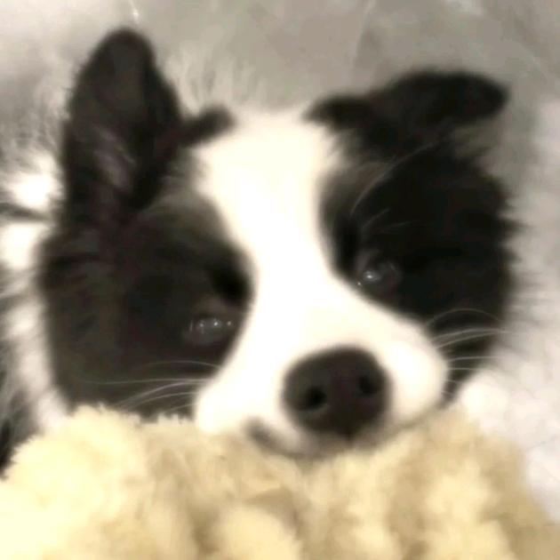 穿上你的苦茶子