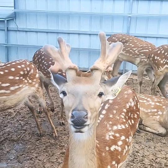 淮南顺茂梅花鹿养殖🦌吴顺