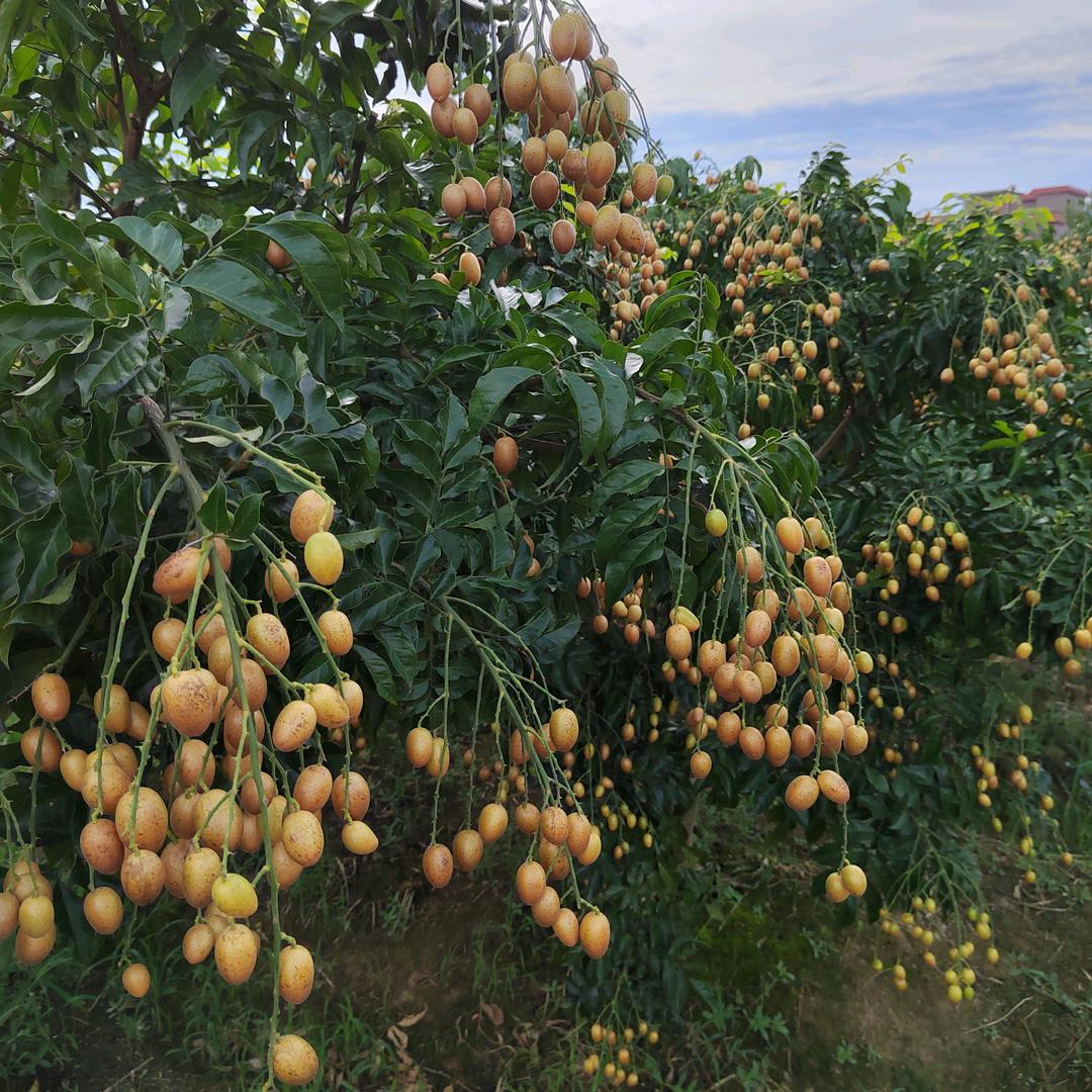 森林狼（何生）