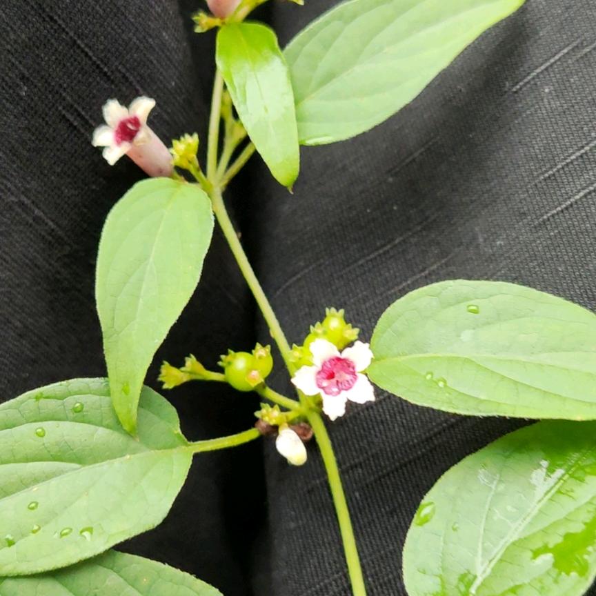 雨后彩虹。