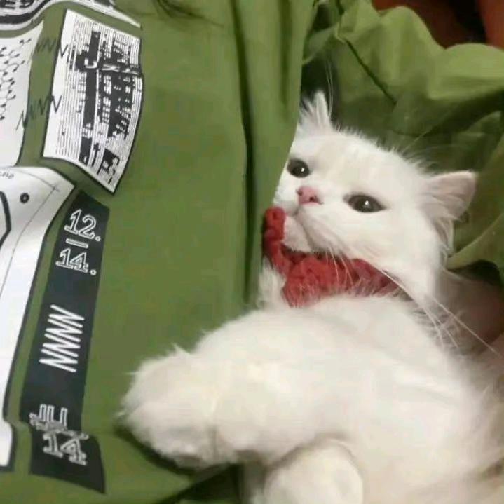 什七